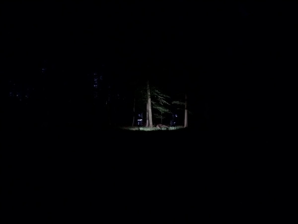 Scenă în pădure/Scene in the forest